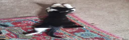 Mixed Breed cats for sale: Very Affectionate Male Kitten - FREE/adoption - Advert 3