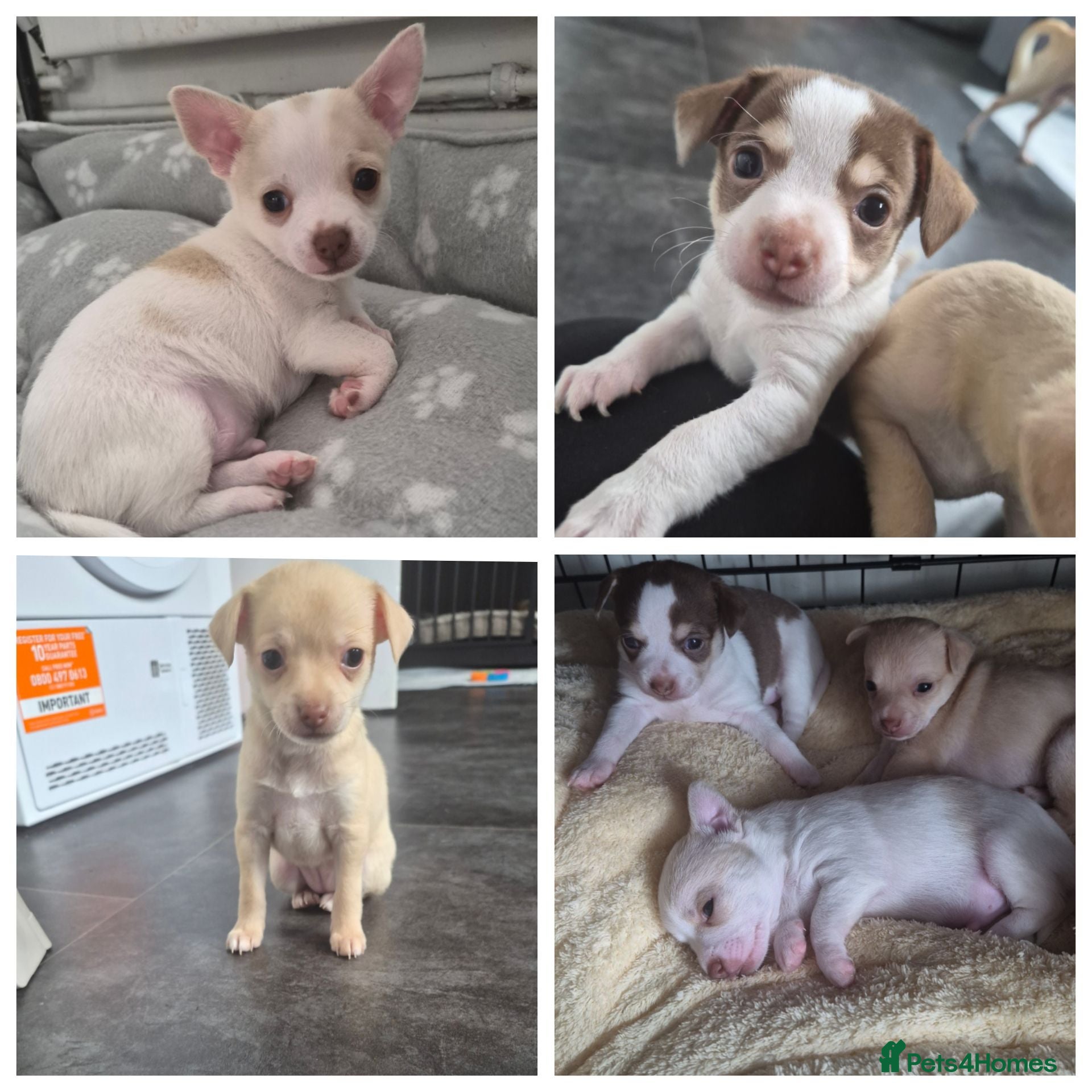 Chihuahua dogs 3 beautiful short haired chihuahua puppy's  - Advert 12