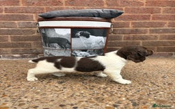 English Springer Spaniel dogs for sale: English springer spaniel working puppies  - Image 8