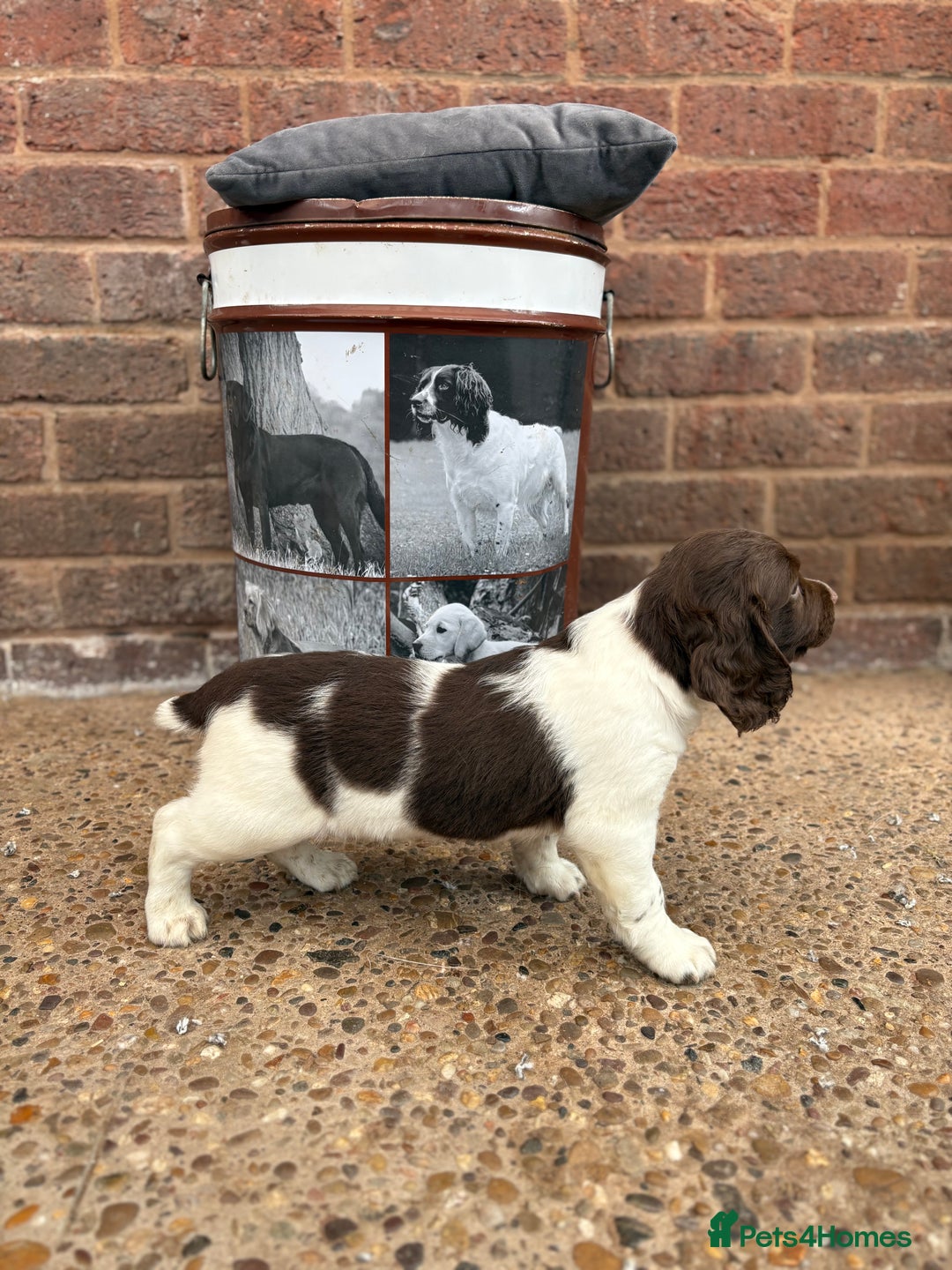 English Springer Spaniel dogs for sale: English springer spaniel working puppies  - Image 8