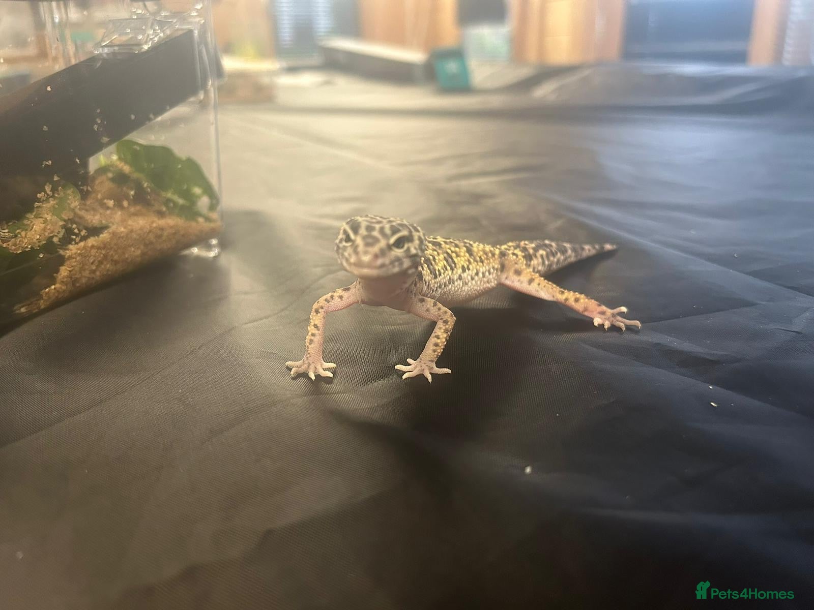 Leopard Gecko reptiles 10 month old female leopard gecko - Advert 1