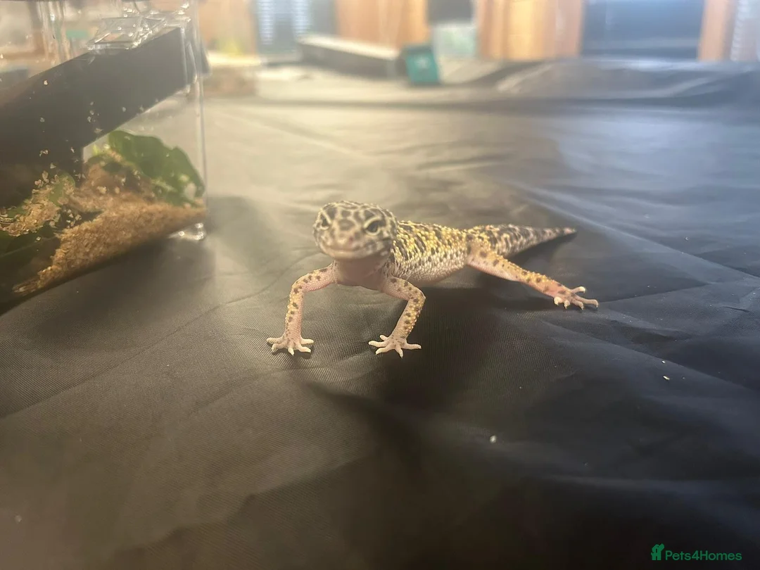 Leopard Gecko reptiles for sale: 10 month old female leopard gecko - Advert 1