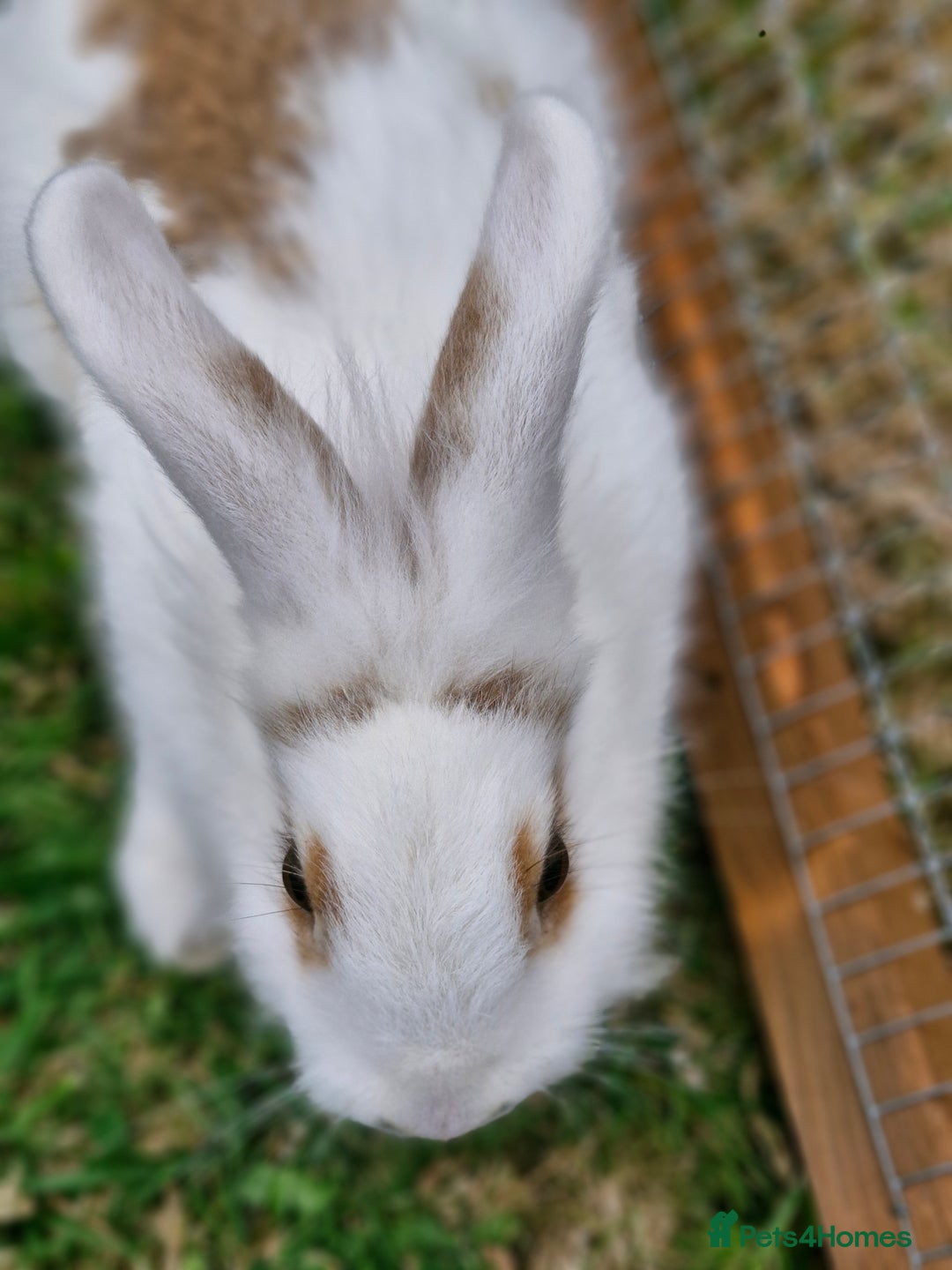 Mixed Breed rabbits for sale: Stunning rabbits ready for collection  - Image 4