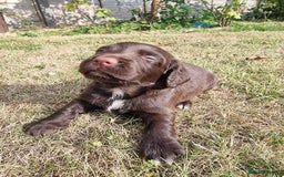 Cocker Spaniel dogs for sale: KC registered cocker spaniels - Image 15