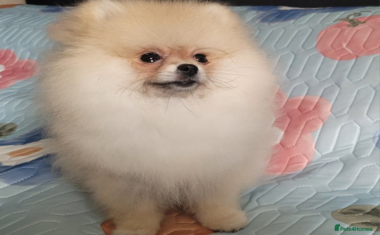 Pomeranian dogs in Brentwood - Advert 13