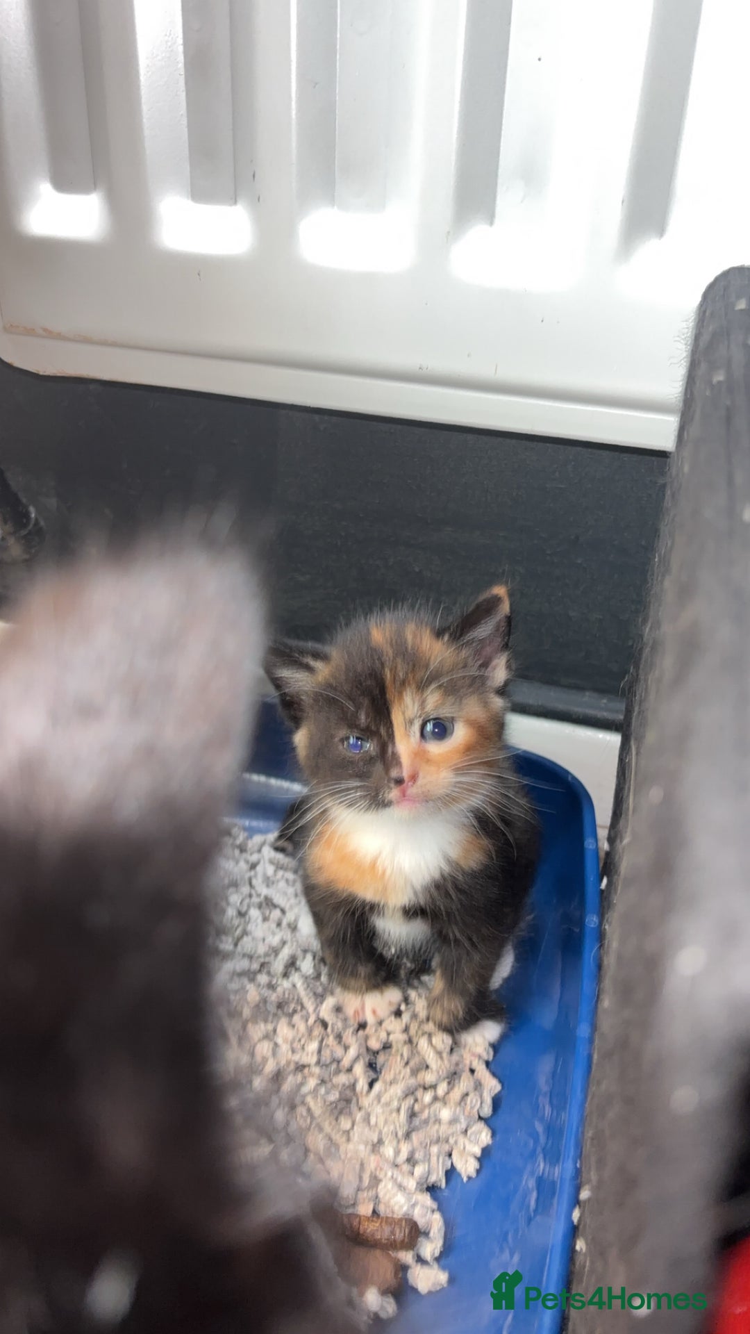 Mixed Breed cats for sale: Ragdoll mixed kittens! - Image 5