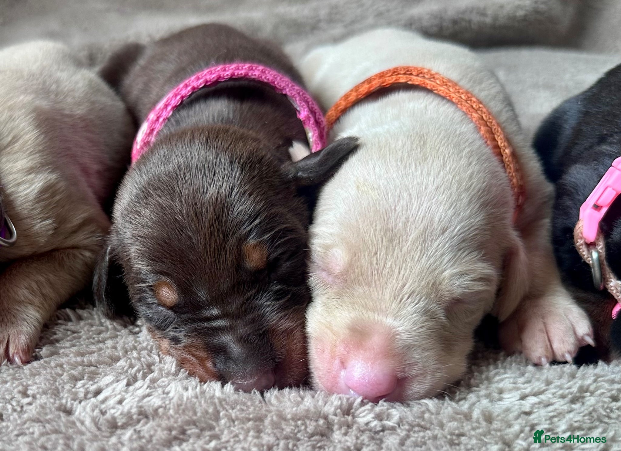 Dobermann dogs KC registered health tested Dobermann puppies  - Advert 2