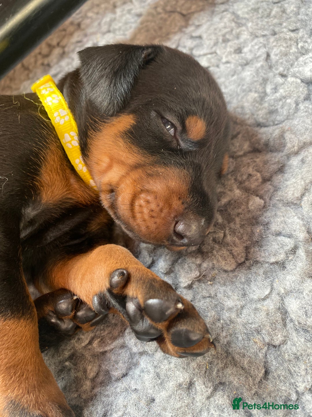 Dobermann dogs for sale: KC REGISTERED DOBERMAN ( 11 months old : Intact) - Advert 35