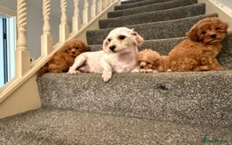 Cavapoochon dogs for sale: Toy Cavapoochon Puppies  - Image 5