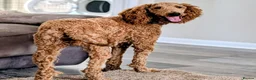 Australian Labradoodle dogs for sale: Pregnancy announcement 📣 waiting list now open 📣 - Advert 2