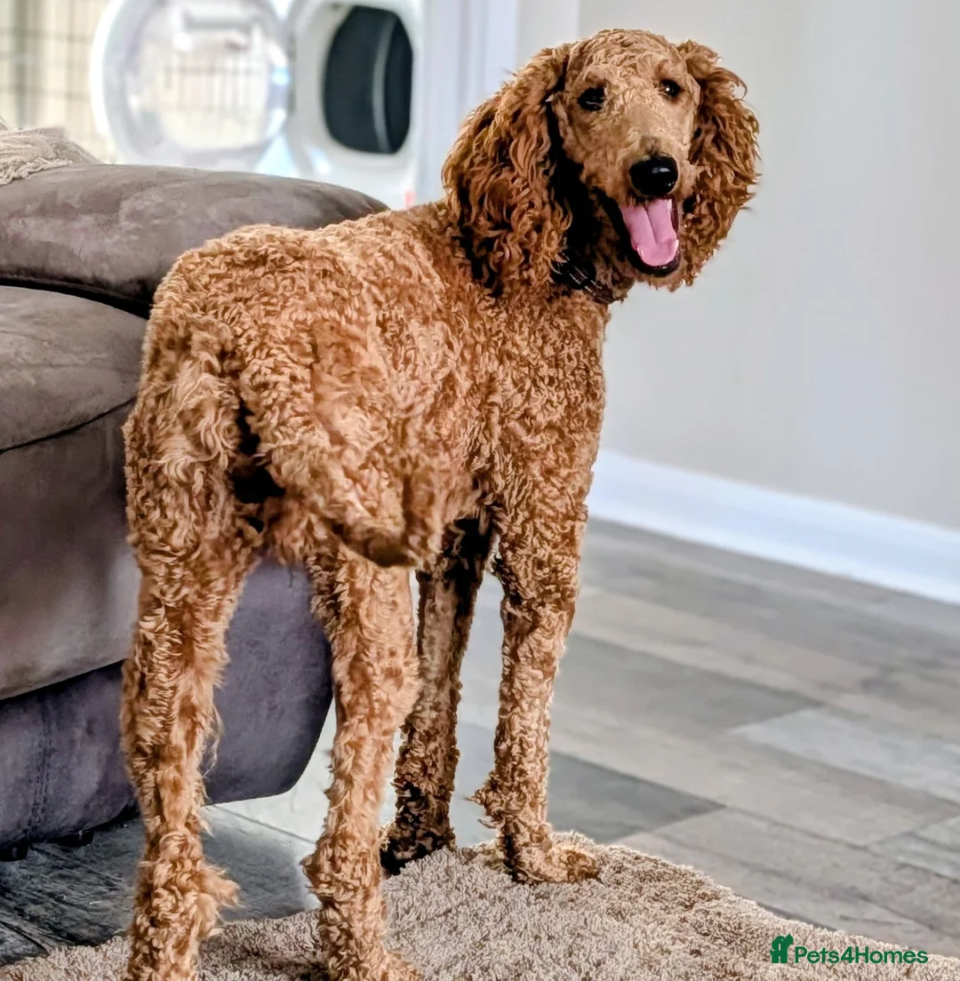 Australian Labradoodle dogs for sale: Pregnancy announcement 📣 waiting list now open 📣 - Advert 2