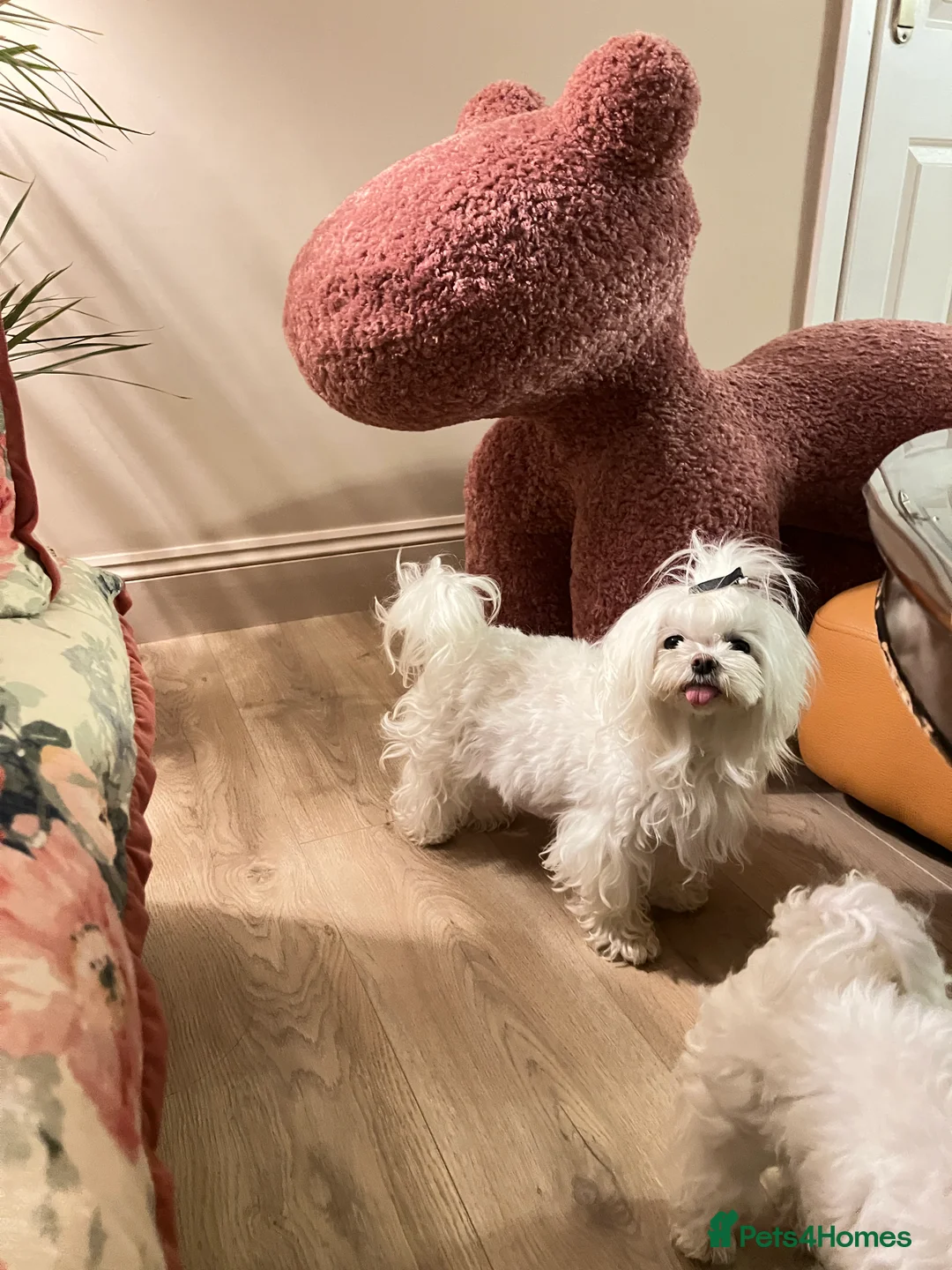 Maltipoo dogs for sale: family pet litter Mini Maltipoo puppies  - Advert 5