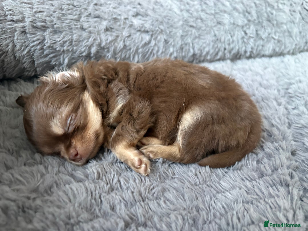 Chihuahua dogs for sale: 💗 One Beautiful Longhaired Chihuahua Puppy Girl  - Advert 3