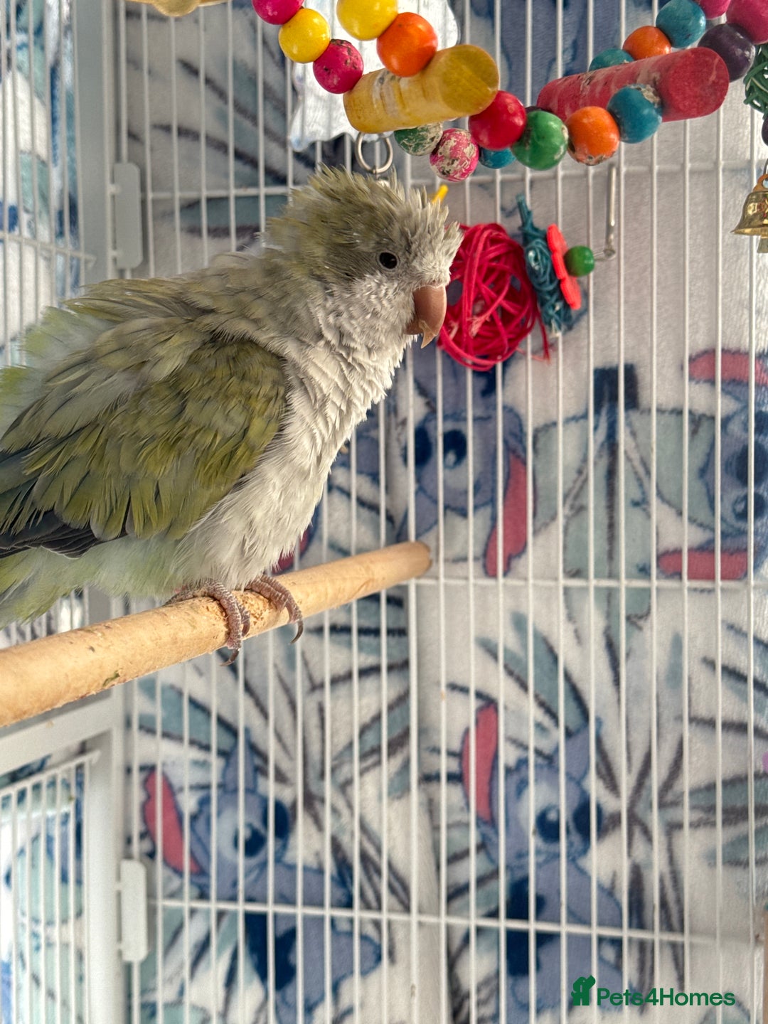 Parrots birds for sale: Quaker parrot for sale  - Advert 3