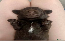 Cockapoo dogs for sale: 🐾 Beautiful F1B Cockapoos –Health Tested Parents  - Image 30