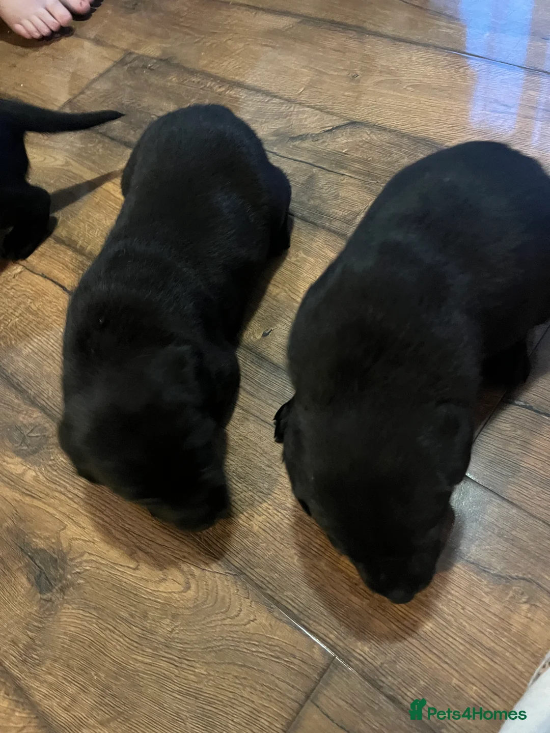 Labrador Retriever dogs for sale: Beautiful Labrador puppy’s  - Advert 16