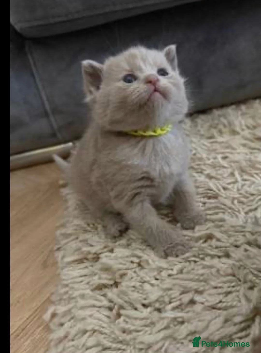 British Shorthair cats for sale: Beautiful British kittens for sale 🐾♥️ - Advert 2