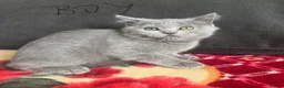 Scottish Fold cats for sale: Scottish fold/straight kittens - Advert 11