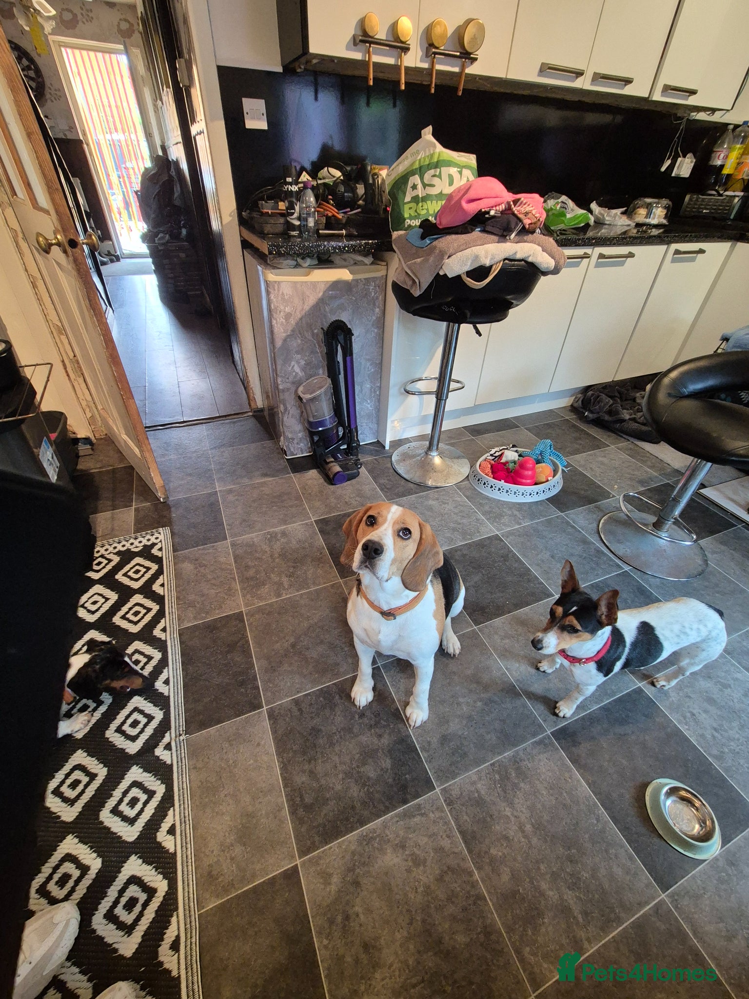 Beagle dogs Beagle Boy puppy  - Advert 1