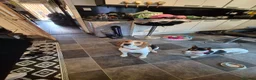 Beagle dogs for sale: Beagle Boy puppy  - Advert 1