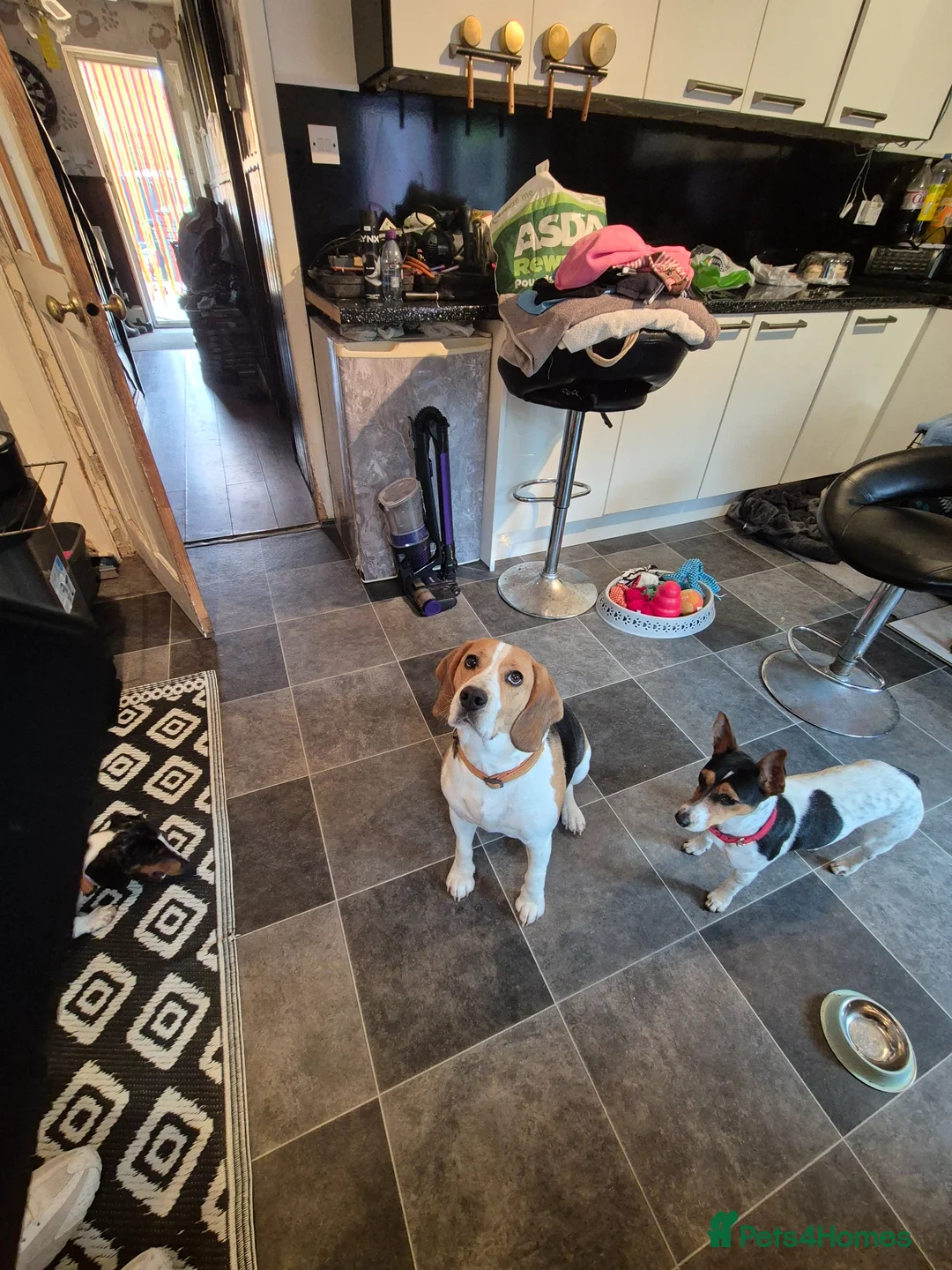 Beagle dogs for sale: Beagle Boy puppy  - Advert 1