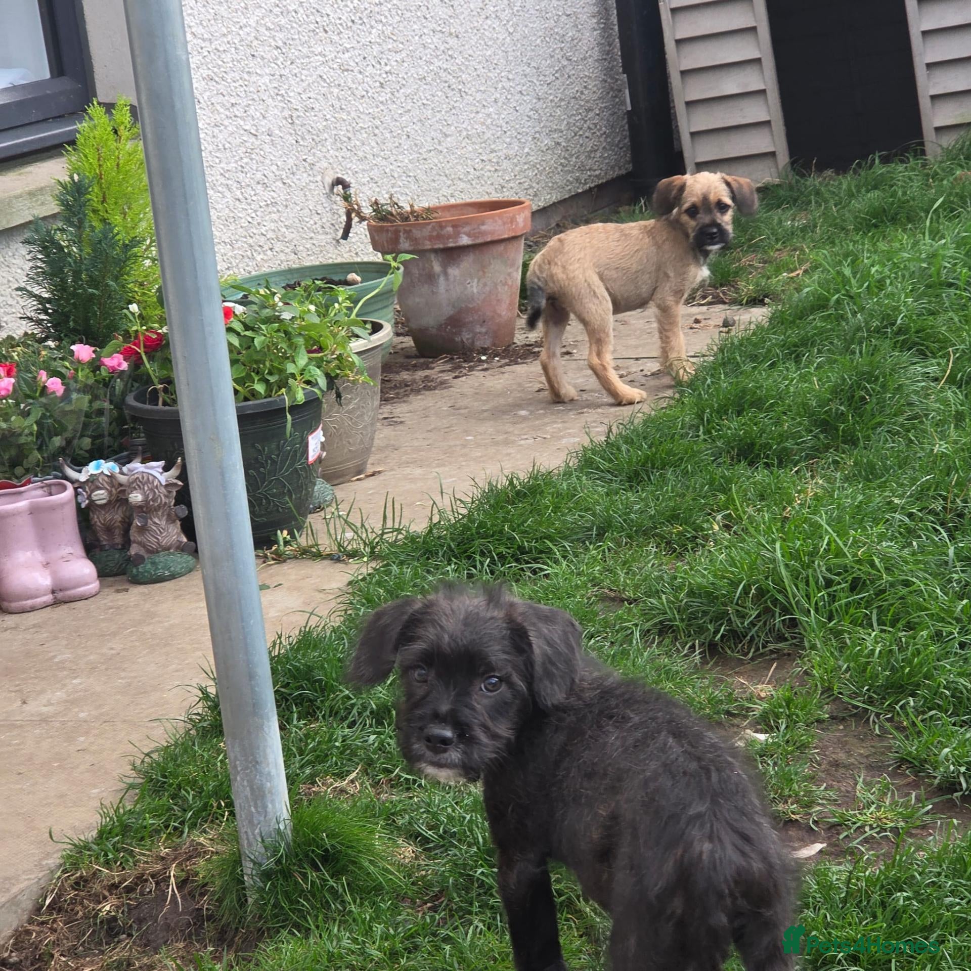 Bichon Frise dogs Frenchie x bichon Frise puppies - Advert 13
