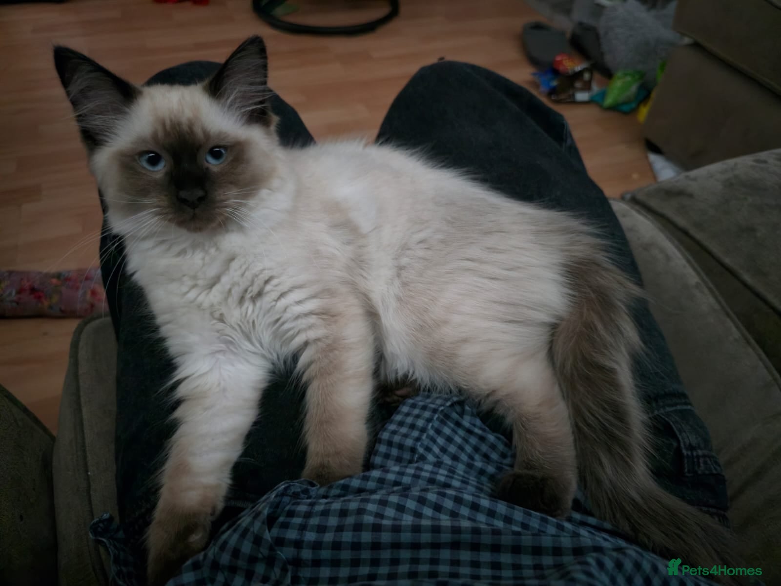 Ragdoll cats Beautiful Chunky Fluffy Ragdoll kittens - Advert 18