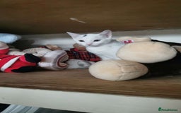 Domestic Shorthair cats for sale: 2 cats for sale - read description  - Image 5