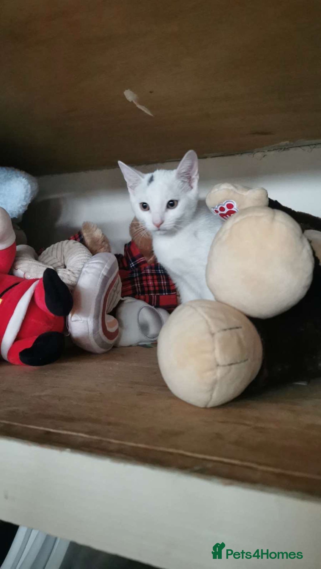 Domestic Shorthair cats for sale: 2 cats for sale - read description  - Image 5