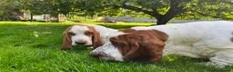 Basset Hound dogs for sale: Basset hound amazing couple  - Advert 21
