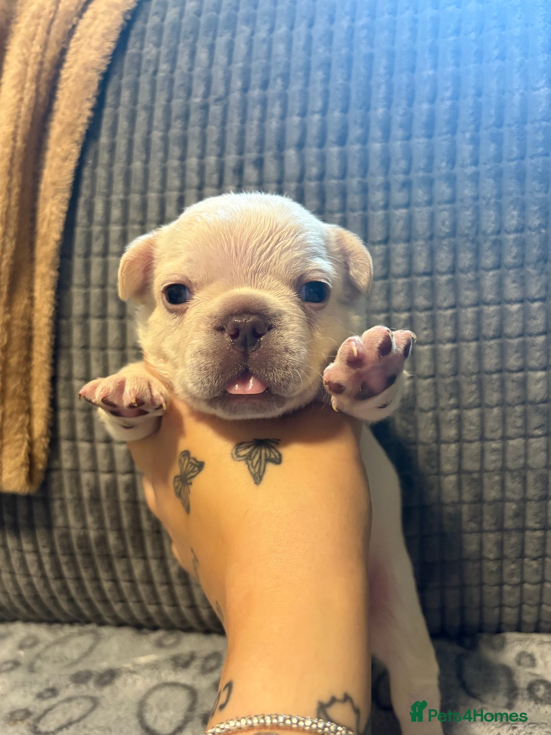 French Bulldog dogs for sale: The final 3 Kc registered French Bulldogs🐾 - Image 1