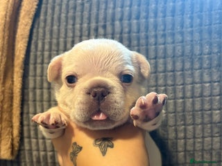 French Bulldog dogs - Advert 17