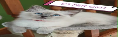 Ragdoll Kitten 3