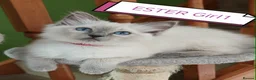 Ragdoll cats for sale: Beautifull ragdoll - Advert 3