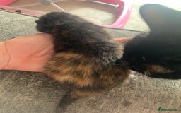Mixed Breed cats for sale: Gorgeous kittens💗 - Image 8