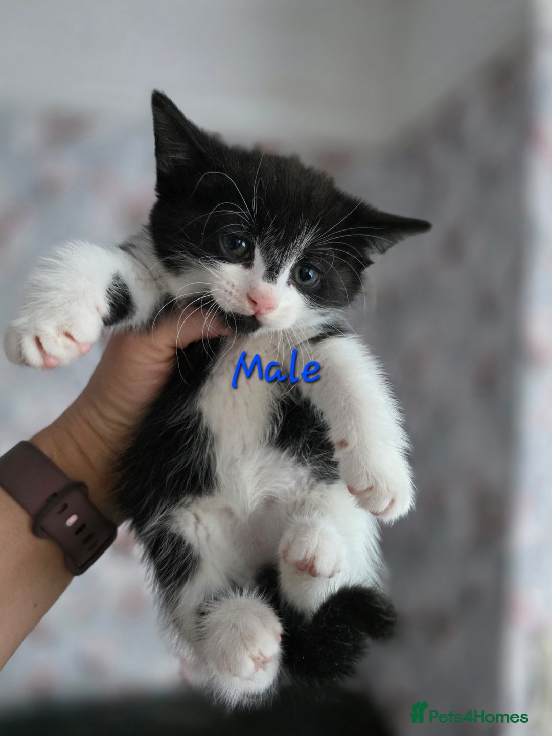 Mixed Breed cats for sale: Lovely kittens - Advert 3