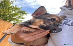 French Bulldog dogs for sale: French Bulldog Puppy 3 - QUALITY PUPPIES READY NOW, health tested parents  - Image 19