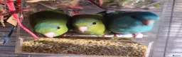 Parakeets birds for sale: Lineolated Parakeets - Advert 4