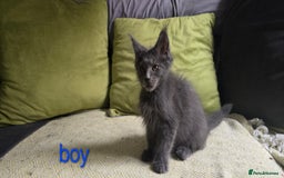 Maine Coon cats for sale: Maine Coon Kittens ready to leave home  - Image 13