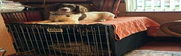English Springer Spaniel dogs for sale: Genuine reason for sale Male ESS  in Wolverhampton - Advert 3