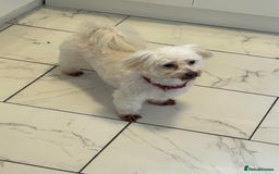 Maltese dogs for sale: Maltese For A Good Home - Advert 1