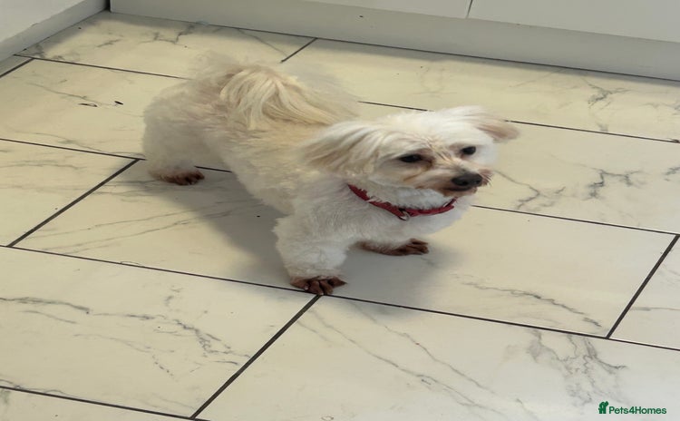 Maltese dogs Maltese For A Good Home - Advert 1