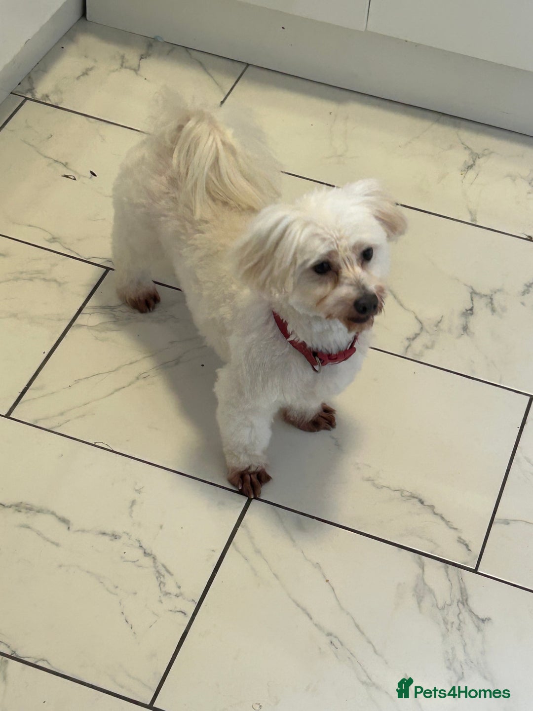 Maltese dogs for sale: Maltese For A Good Home - Advert 1