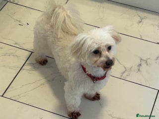 Maltese dogs Maltese For A Good Home - Advert 1