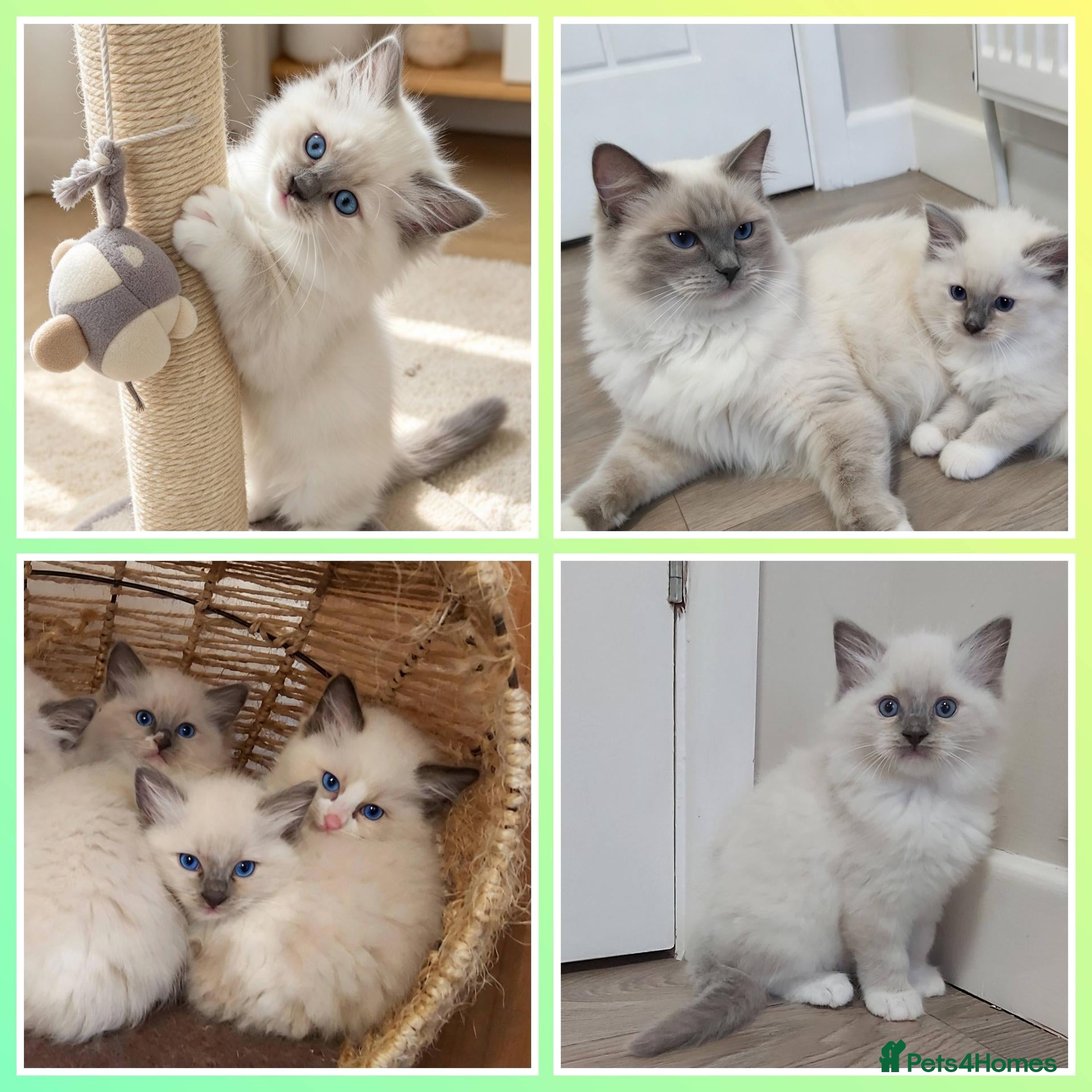 Ragdoll cats RAGDOLL BOY BLUE POINT BLUE EYES  - Advert 1