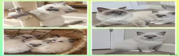 Ragdoll cats for sale: RAGDOLL BOY BLUE POINT BLUE EYES  - Advert 1