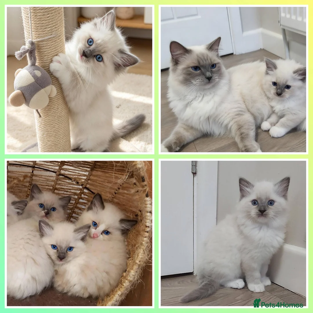 Ragdoll cats for sale: RAGDOLL BOY BLUE POINT BLUE EYES  - Advert 1