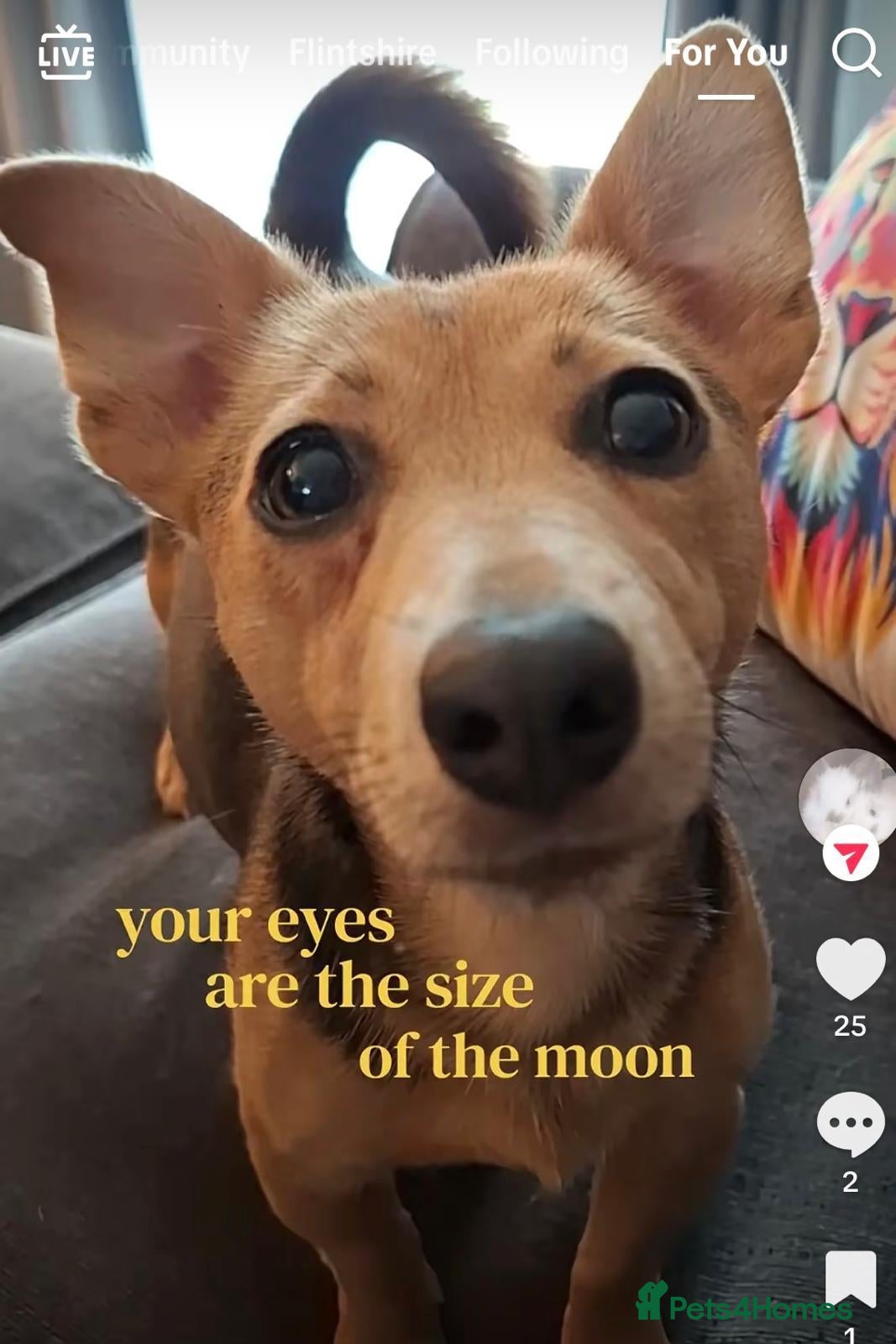 Jack Russell dogs Beautiful, miniature Much Wenlock Jack Ru - Advert 1