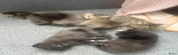 Scottish Fold cats for sale: Scottish fold kittens - Advert 4
