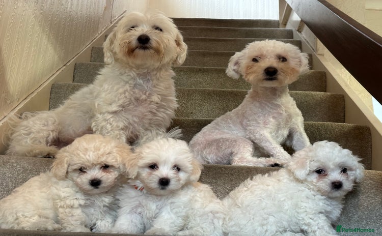 Maltese dogs - Advert 16